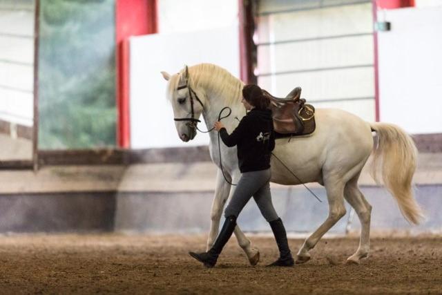 Отель Equi-Art Reitanlage Schwall Экстерьер фото